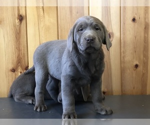 Labrador Retriever Puppy for sale in FREDERICKSBURG, OH, USA