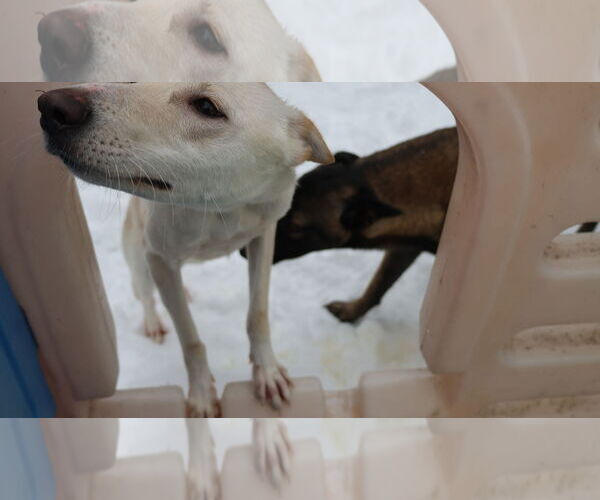 Medium Photo #17 Saluki-Whippet Mix Puppy For Sale in Sebec, ME, USA