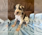 Puppy 1 Great Dane