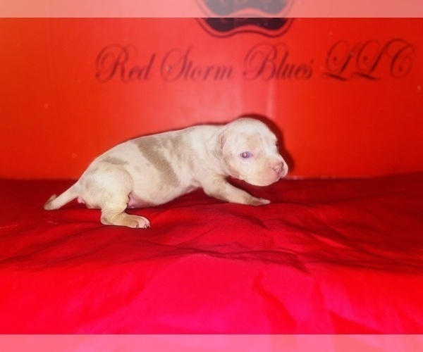 Medium Photo #1 American Bully Puppy For Sale in TRENTON, NJ, USA