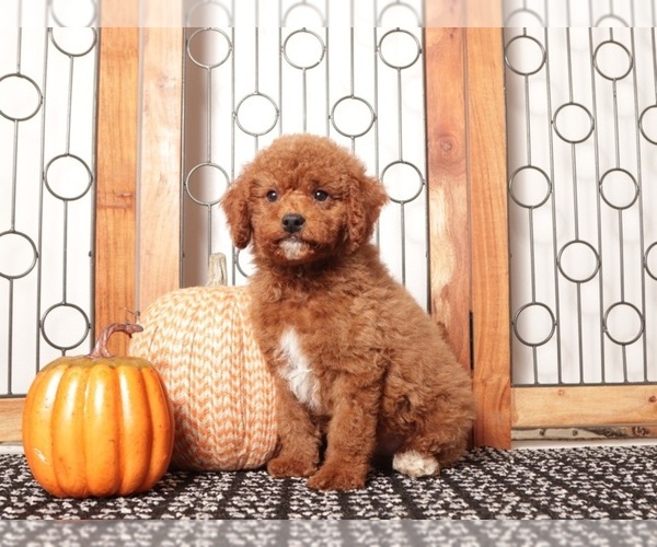 Medium Photo #2 Goldendoodle Puppy For Sale in NAPLES, FL, USA