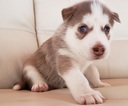 Small Photo #2 Siberian Husky Puppy For Sale in CENTERBURG, OH, USA