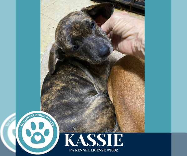 Medium Photo #2 Dachshund-Unknown Mix Puppy For Sale in Kimberton, PA, USA