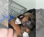 Small Photo #147 Belgian Malinois Puppy For Sale in REESEVILLE, WI, USA