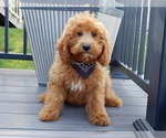 Small #3 Goldendoodle (Miniature)