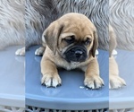 Image preview for Ad Listing. Nickname: PUggle Pups