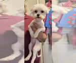 Small #2 Maltese