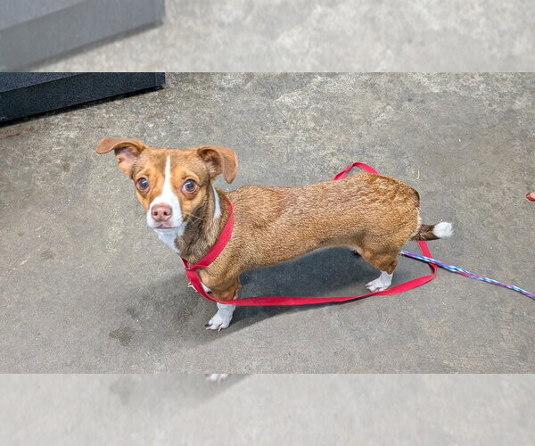 Medium Photo #1 Chihuahua Puppy For Sale in Evansville, IN, USA