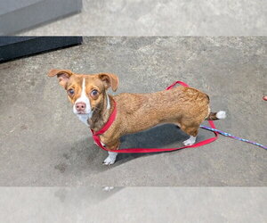 Chihuahua Dogs for adoption in Evansville, IN, USA