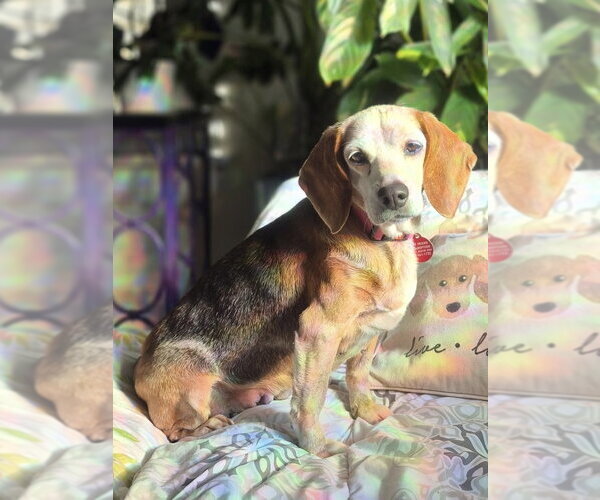 Medium Photo #3 Beagle Puppy For Sale in Cary, NC, USA