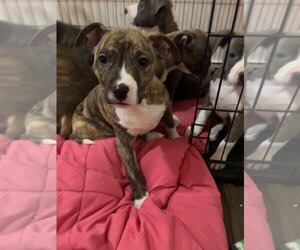 American Pit Bull Terrier-Unknown Mix Dogs for adoption in pomfret, CT, USA