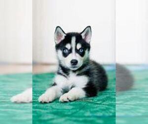 Siberian Husky Puppy for sale in ANDERSON, IN, USA
