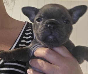Medium French Bulldog
