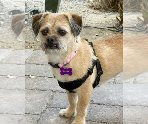 Medium Photo #6 Border Terrier-Unknown Mix Puppy For Sale in Corona, CA, USA