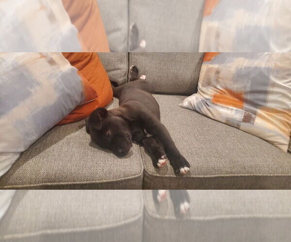 Medium Photo #19 Mutt Puppy For Sale in Lakewood, CO, USA