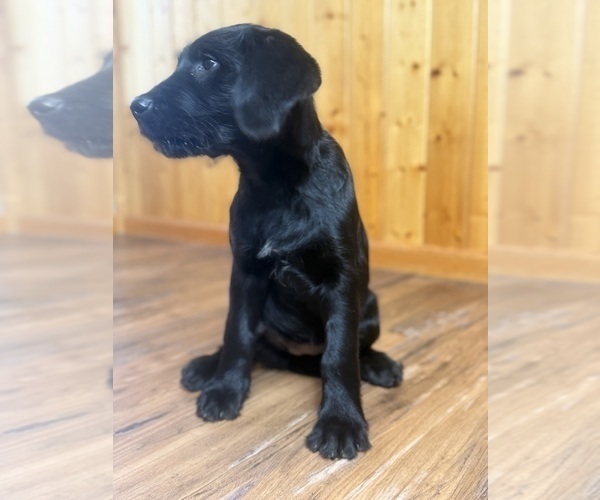 Medium Photo #2 Goldador Doodle Puppy For Sale in ESTES PARK, CO, USA