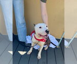 Small #1 American Pit Bull Terrier