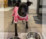 Small #35 American Pit Bull Terrier-Labrador Retriever Mix