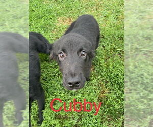 Labrador Retriever-Unknown Mix Dogs for adoption in Iroquois, IL, USA