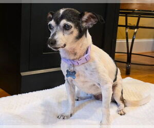 Jasmine - Female Chihuahua-Unknown Mix Dog for Adoption - Photo #3