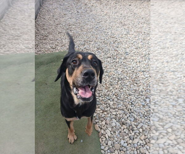 Medium Photo #4 Mutt Puppy For Sale in Evansville, IN, USA