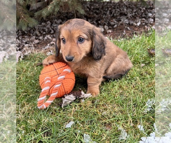 Medium Photo #4 Dachshund Puppy For Sale in MIDDLEBURY, IN, USA