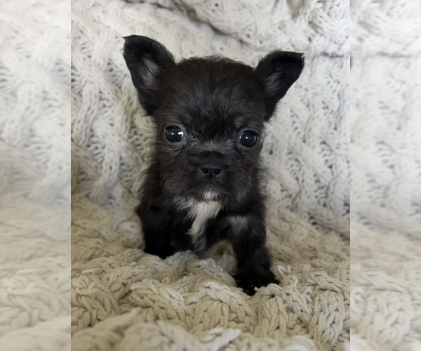 Medium Photo #14 French Bulldog Puppy For Sale in DENTON, MD, USA