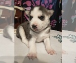 Small Photo #10 Siberian Husky Puppy For Sale in DANBY, VT, USA