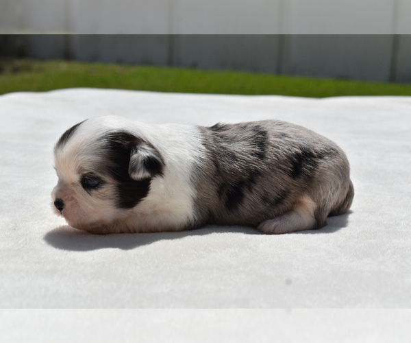 Medium Photo #4 Shih Aussie Puppy For Sale in PALM COAST, FL, USA