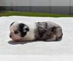 Small #3 Shih Aussie