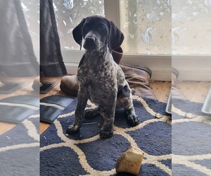 German Shorthaired Pointer Puppy for sale in STATE COLLEGE, PA, USA