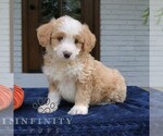 Moose - Male Bernedoodle (Miniature) Puppy for Sale - Photo #2