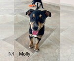 Small #2 Mutt