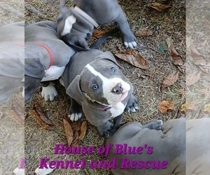 American Pit Bull Terrier Puppy for sale in DELAWARE, OH, USA