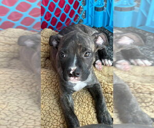 Mutt Dogs for adoption in Wenonah, NJ, USA