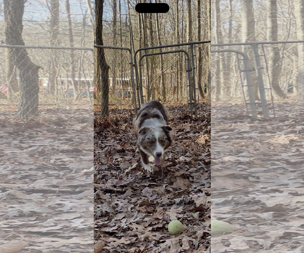 Medium Photo #3 Australian Shepherd Puppy For Sale in York, SC, USA