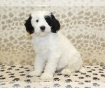 Small #3 Miniature Bernedoodle