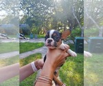Small Photo #6 French Bulldog Puppy For Sale in JACKSONVILLE, FL, USA