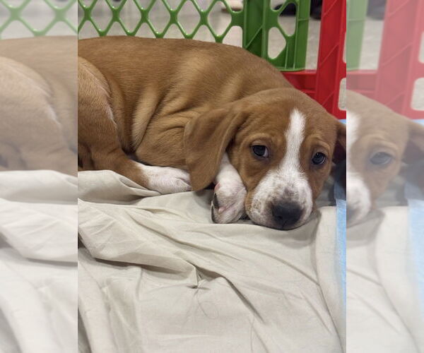 Medium Photo #9 Mutt Puppy For Sale in Wenonah, NJ, USA