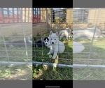 Small Photo #3 Siberian Husky Puppy For Sale in SAN DIEGO, CA, USA