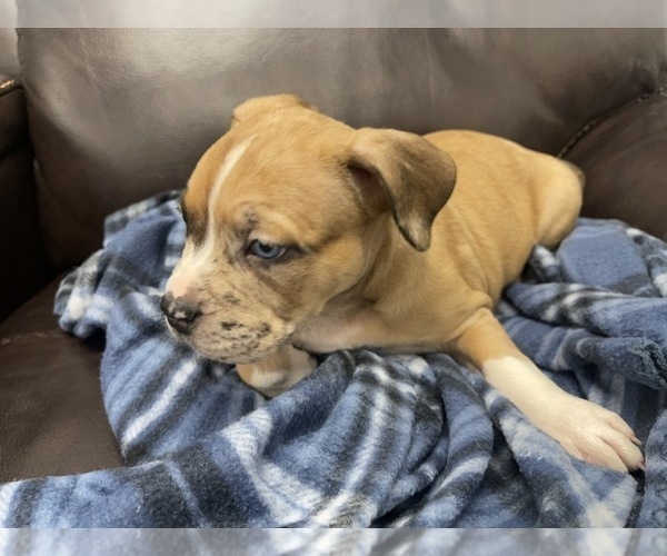 Medium Photo #118 American Bully Puppy For Sale in REESEVILLE, WI, USA