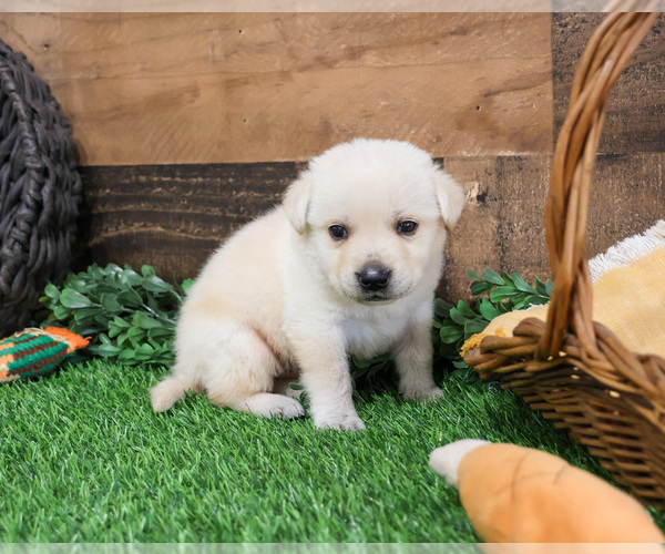 Medium Photo #25 Labrador Retriever Puppy For Sale in SYRACUSE, IN, USA