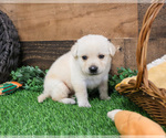 Small Photo #25 Labrador Retriever Puppy For Sale in SYRACUSE, IN, USA