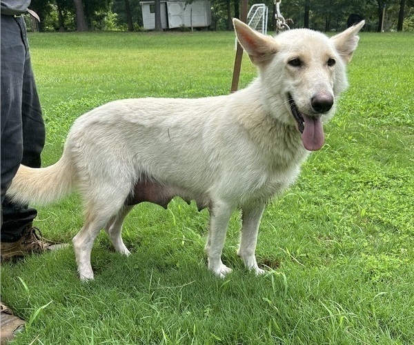Medium Photo #1 German Shepherd Dog Puppy For Sale in SPARTANBURG, SC, USA