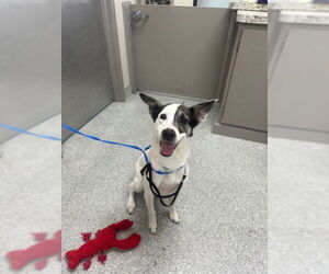 Australian Kelpie-Unknown Mix Dogs for adoption in Pasadena, TX, USA