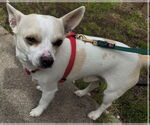 Small #2 Chihuahua Mix