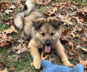 Alaskan Husky-Pomeranian Mix Puppy for sale in TOLEDO, OH, USA