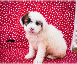 Small Photo #2 Saint Berdoodle Puppy For Sale in WAKARUSA, IN, USA