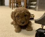 Small Photo #3 Cavapoo Puppy For Sale in GOSHEN, IN, USA