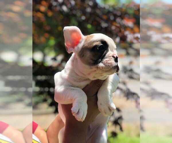 Medium Photo #14 French Bulldog Puppy For Sale in READING, PA, USA
